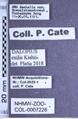 Etiketten zu Dalopius exilis (Kishii, 1956) (NHMW-ZOO-COL-0007226)